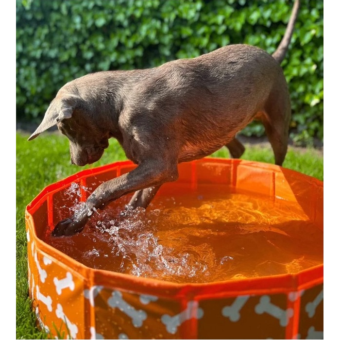 Swim Essentials Hunde Pool Bonebash, orange, Ø 80 cm