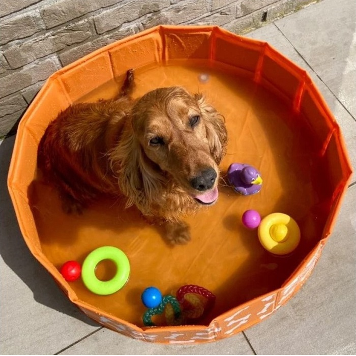 Swim Essentials Hunde Pool Bonebash, orange, Ø 80 cm